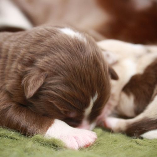 Élevage lof berger australien