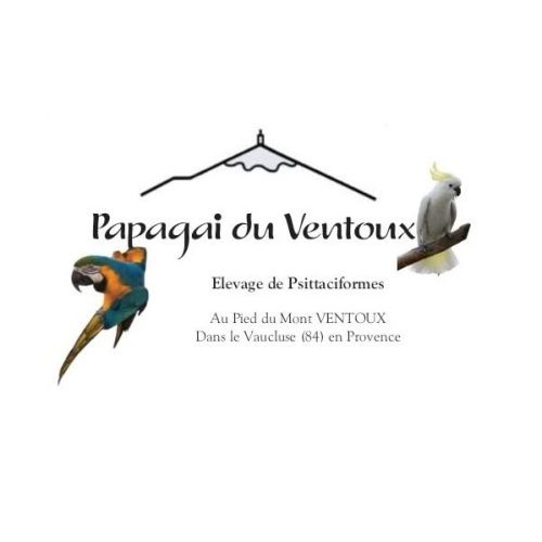 Eleveurs de perroquets au pied du mont ventoux