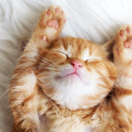 Pension legrand chat