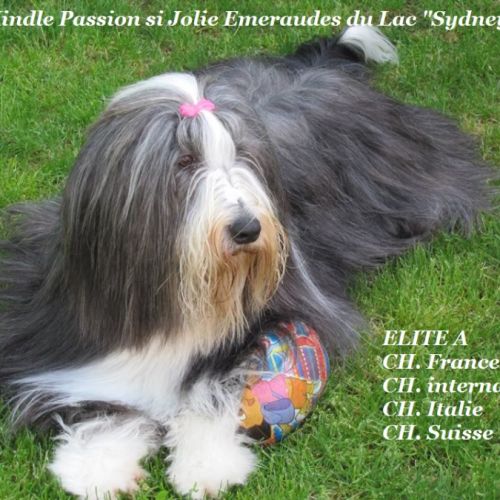 Elevage familial de bearded collie depuis 30 ans