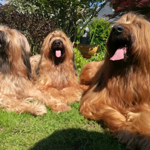 Élevage de la pointe de la torche