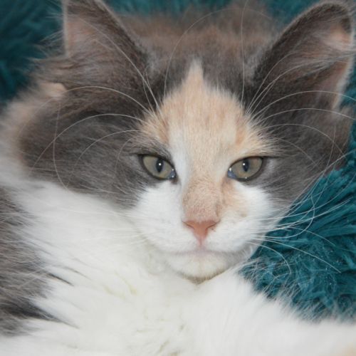 Chatterie de la valle du viaur, chat de race