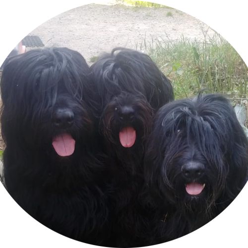 Elevage de bergers de brie du château melen