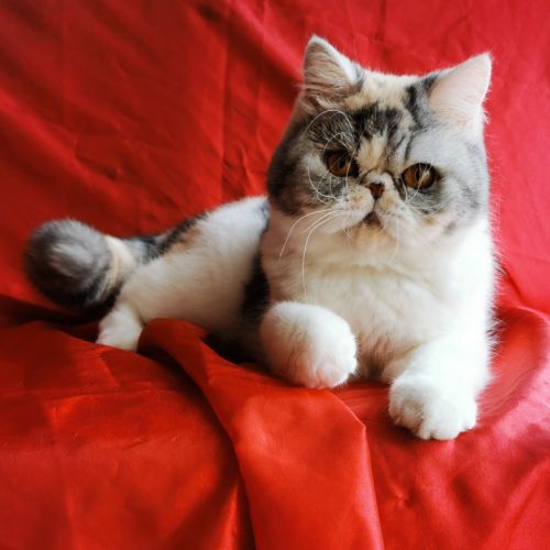 Exotic shorthair