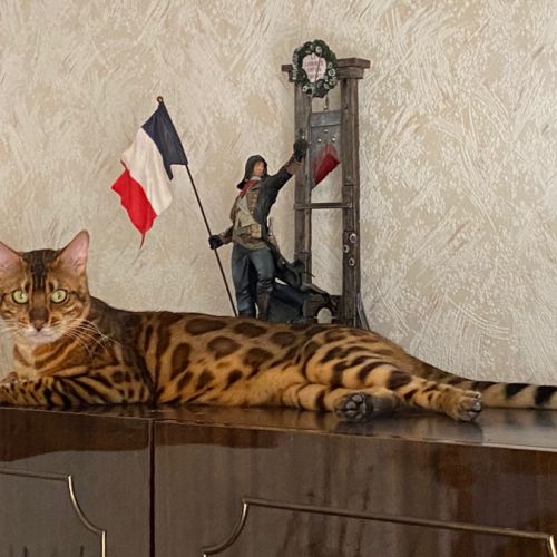 Elevage bengal - chatterie sua siam