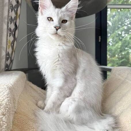 Chatterie des sept lotus - maine coon (82)