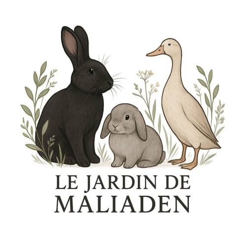 Élevage de lapins race géant des flandres