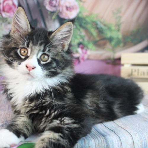 Chatterie du mont d’angelys maine coon loof