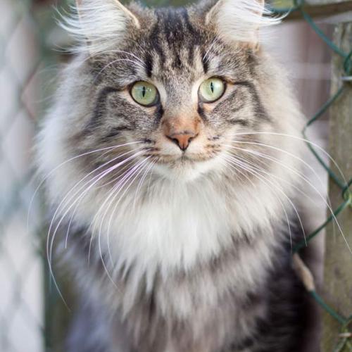 Chatterie des Petits Korrigans