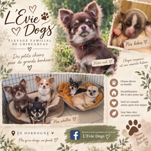 L'evie dogs élevage familial de chihuahua