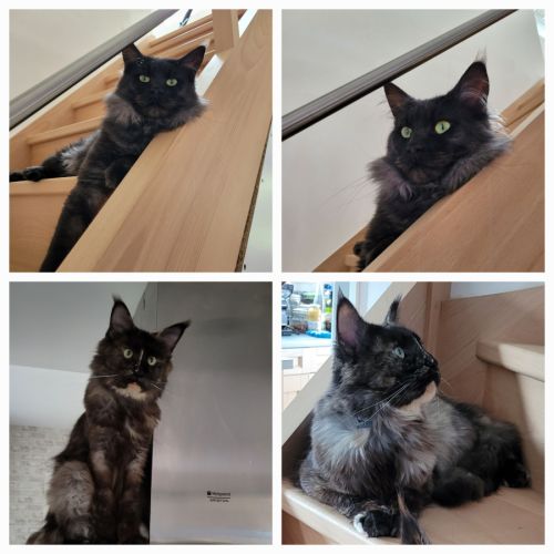 Elevage de maine coon loof