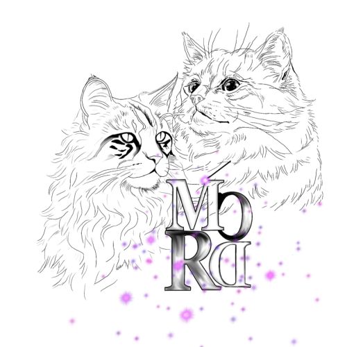 Elevage de maine coon