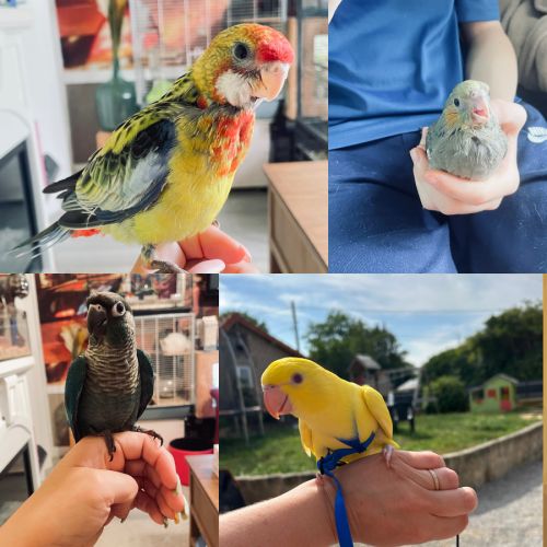 Éleveuse amateur eam