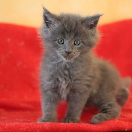 Elevage professionnel de maine coon à toulon (83)