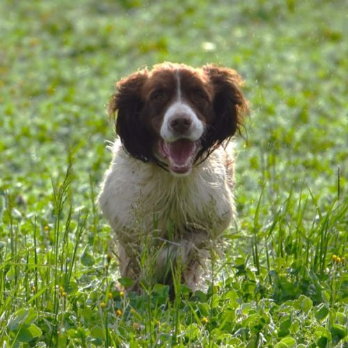 Eleveur epagneul français