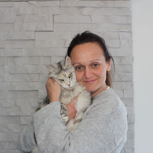 Élevage familial de maine coon