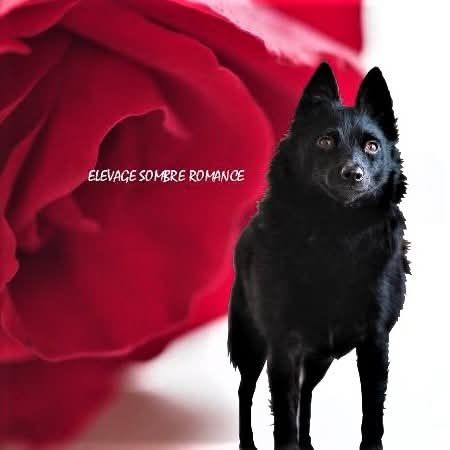 Elevage sombre romance