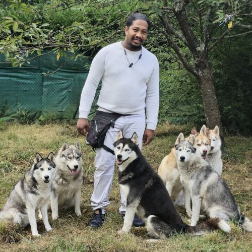 Elevage familial husky