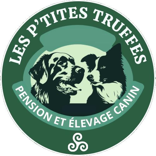 Elevage golden et border lof