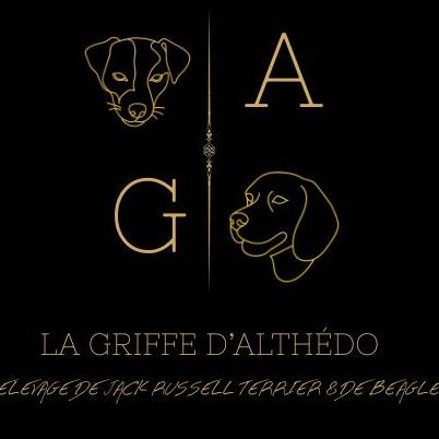 Beagles épanouis pour une vie pleine d'aventures