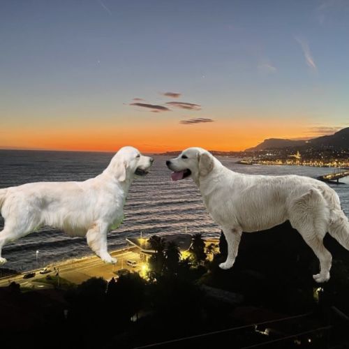 Elevage familial de golden retriever