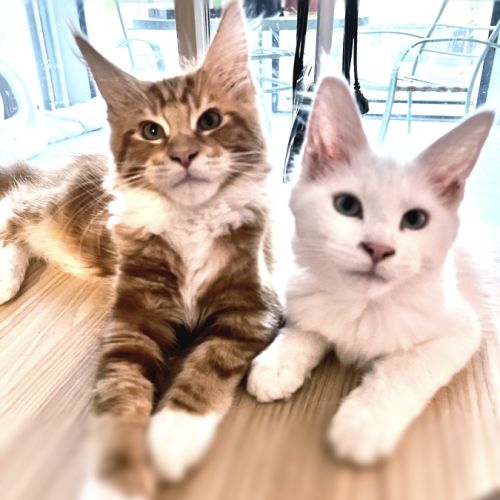 Les marquis de valsimora