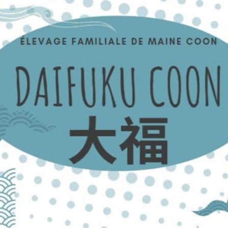 Chatterie des daifuku coon
