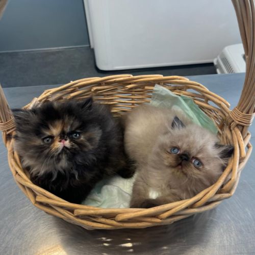 Elevage des lys d'émeraude