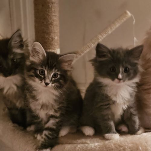 La ronde des mølikat