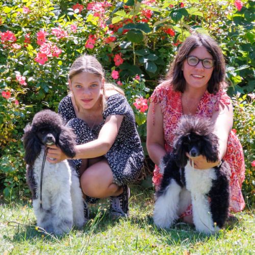 Élevage familial de caniche autres couleurs