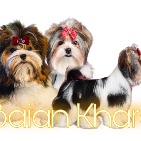 Biewer terrier de baian khara