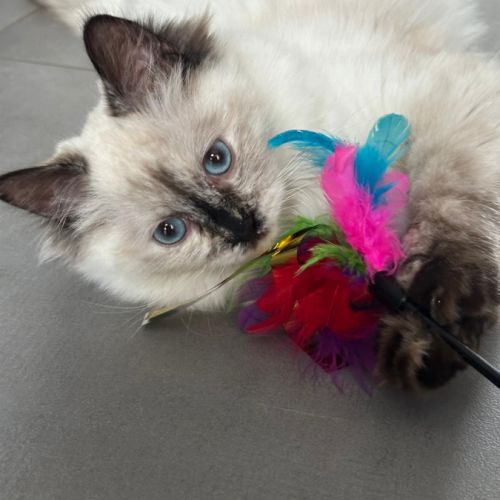 Chatterie des rêveries d’lali’s – élevage ragdoll
