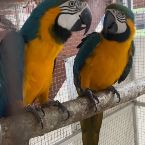 Les perroquets de la grotte