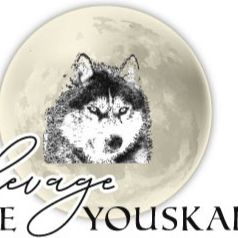 Élevage passionné husky siberien