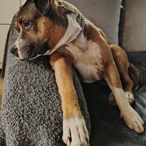 Elevage de staffordshire terrier americain