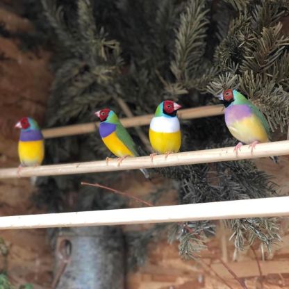 Éleveur d’oiseaux exotiques