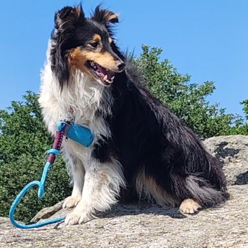 Les shelties de la bosque