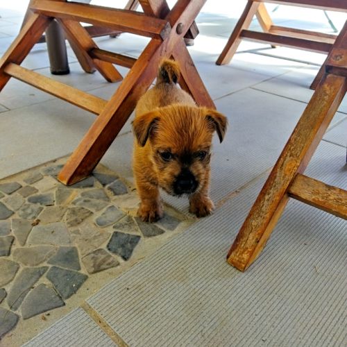 Elevage familial de norwich terrier