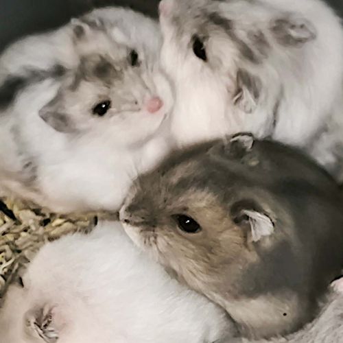 Winterpaws - élevage éthique de hamsters russes