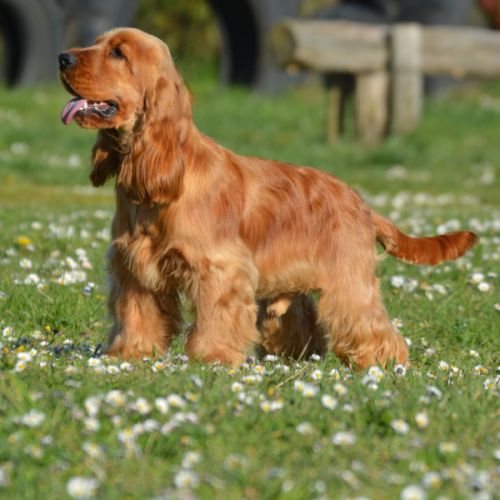 Éleveur de lagotto et de cocker anglais