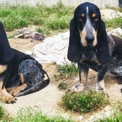 Elevage du temple de la meute lunaire