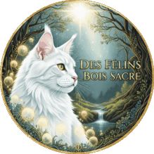 Des félins bois sacré - élevage maine coon