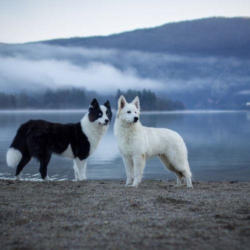Elevage du lac de garm : laika de iakoutie