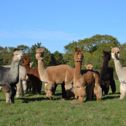 Les alpagas de la baie