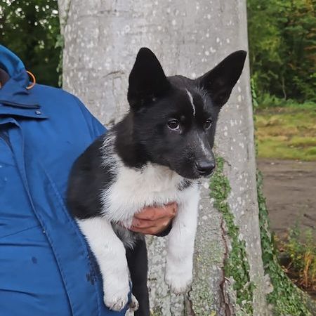 Elevage de chien ours de carelie