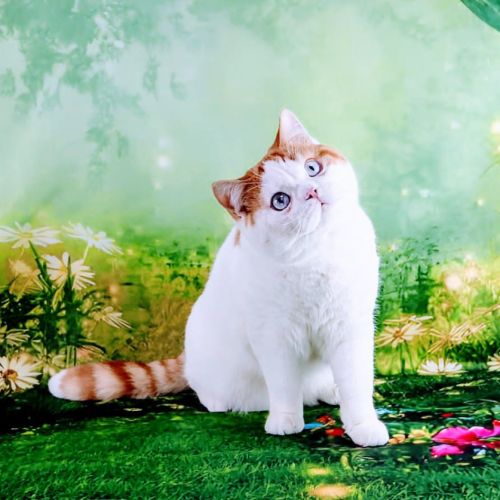 Elevage british shorthair haut de gamme