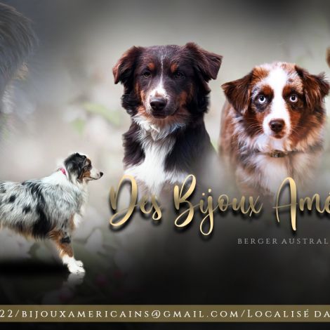 Élevage de berger américain miniature