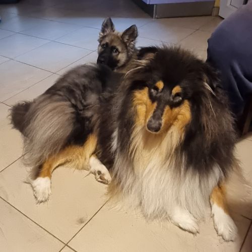 Elevage familial berger allemand & colley