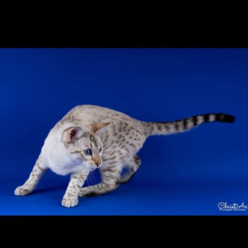 Elevage de bengal snow