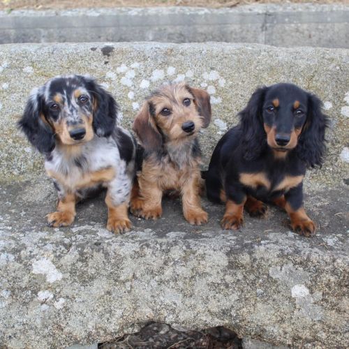 Élevage familial teckel nain & kaninchen